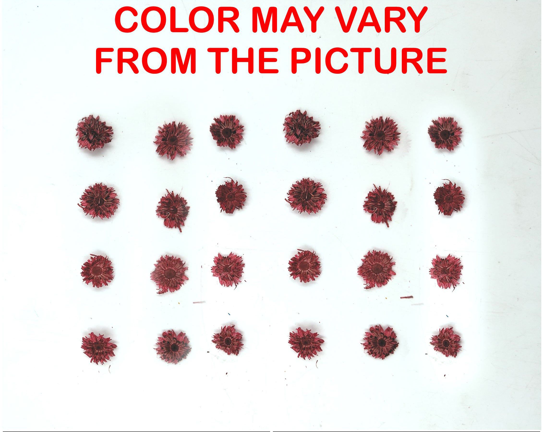 My Store NATURAL FLOWER MINI RED DRIED SUN FLOWER