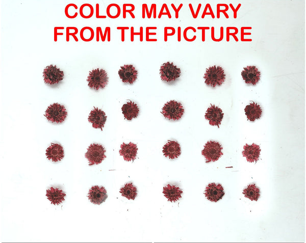 My Store NATURAL FLOWER MINI RED DRIED SUN FLOWER
