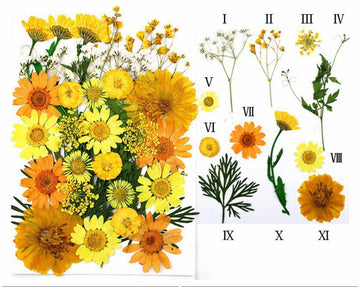 My Store DRY PRESSED FLOWER 32 IN 1 PRESSED FLOWERS FL102