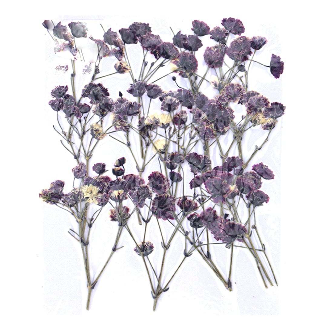 My Store DRY PRESSED FLOWER Baby Breath Pressed Flower FL1116