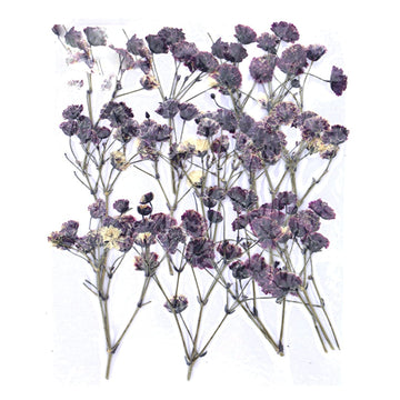 My Store DRY PRESSED FLOWER Baby Breath Pressed Flower FL1116