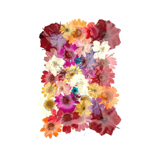My Store DRY PRESSED FLOWER 40 In 1 Pressed Flowers Fl149