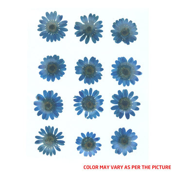 My Store DRY PRESSED FLOWER Ink Blue Daisy Pressed Dry Flower Fl2008