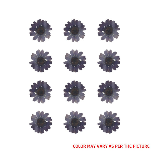 My Store DRY PRESSED FLOWER Mini Dark Purple Daisy Pressed Dry Flower