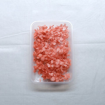 JUST CRAFT IT DRY PRESSED FLOWER D.Peach Hydrangea Dry Flower