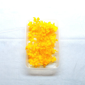 JUST CRAFT IT DRY PRESSED FLOWER Yellow Hydrangea Dry Flower