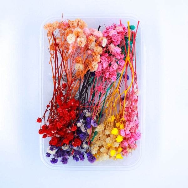 JUST CRAFT IT DRY PRESSED FLOWER MULTI Baby Breath Dry Flower