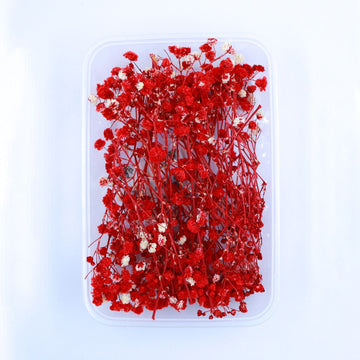 JUST CRAFT IT DRY PRESSED FLOWER Red Baby Breath Dry Flower