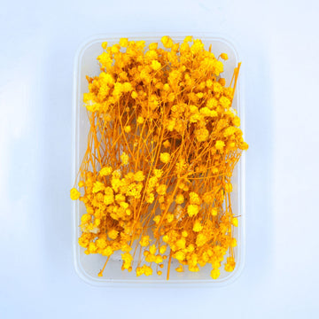JUST CRAFT IT DRY PRESSED FLOWER Yellow Baby Breath Dry Flower