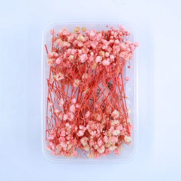 JUST CRAFT IT DRY PRESSED FLOWER Peach Baby Breath Dry Flower