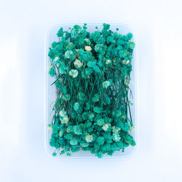 JUST CRAFT IT DRY PRESSED FLOWER C.GREEN Baby Breath Dry Flower