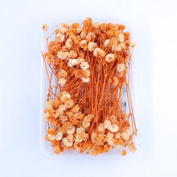 JUST CRAFT IT DRY PRESSED FLOWER Orange Baby Breath Dry Flower